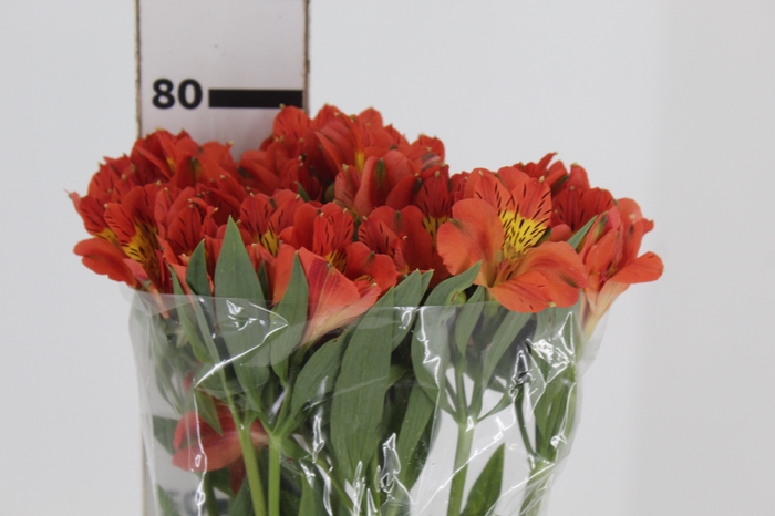 <h4>ALSTROEMERIA PARTY 080 CM</h4>