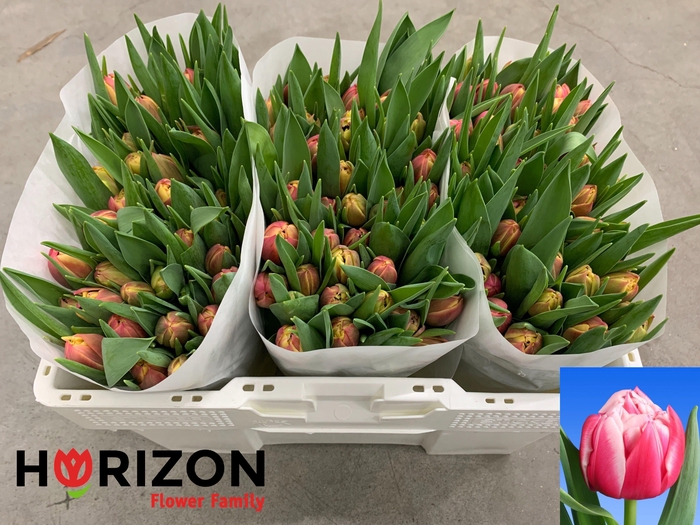 <h4>TU DU COLUMBUS</h4>