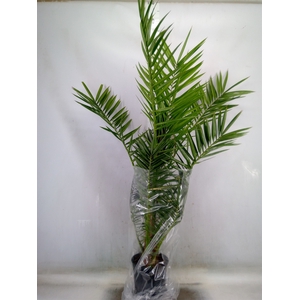Phoenix canariensis