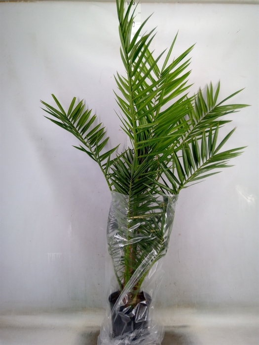 <h4>Phoenix canariensis</h4>