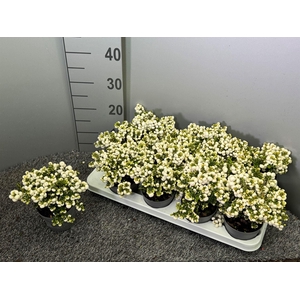 Gaultheria   ...white berry