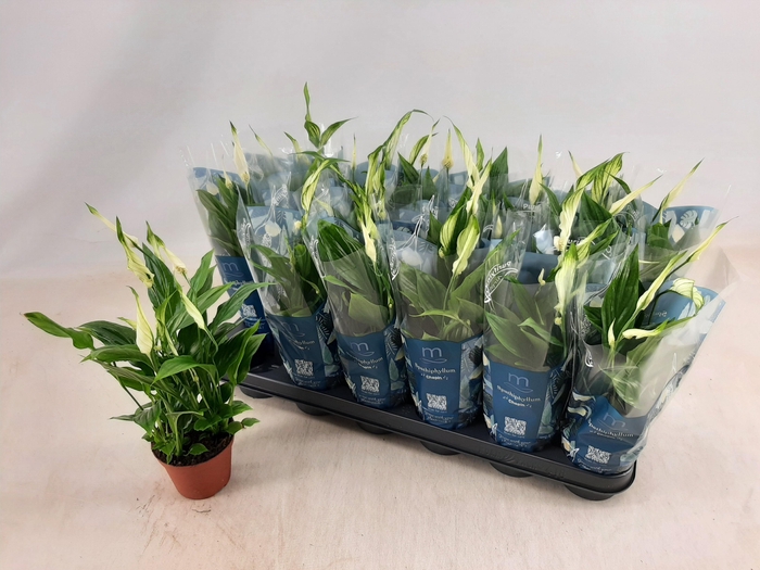 <h4>SPATH CHOPIN</h4>