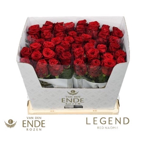 Rozen Red Naomi