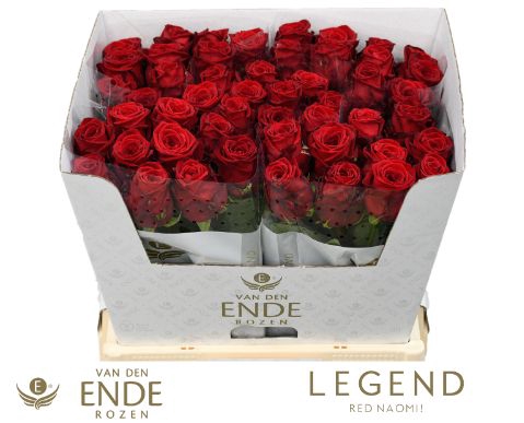 <h4>R Gr Red Naomi Legend</h4>