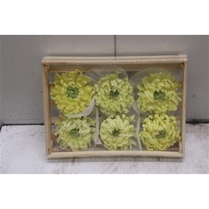 Wax Bol Chrysant Crema