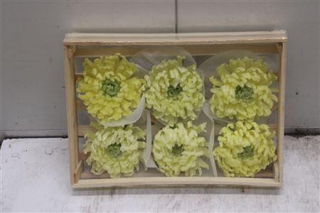 <h4>Wax Bol Chrysant Crema</h4>