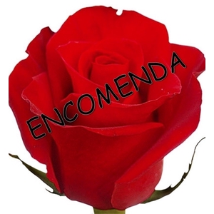 ROSA VERMELHA FREEDOM 040 IMPORTADA