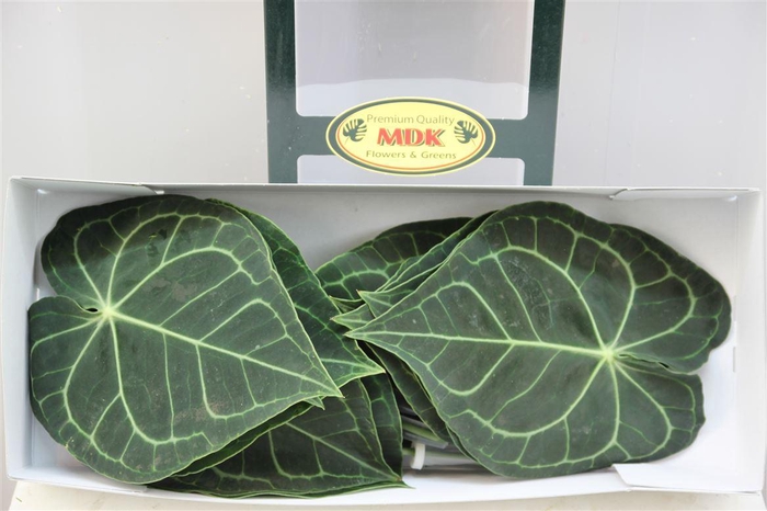 <h4>Anthuriumblad Clarinervium</h4>