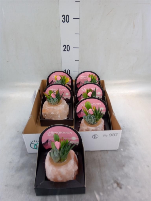 <h4>Arr.  Succulents L%</h4>