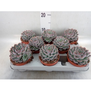 Echeveria  'Hercules'