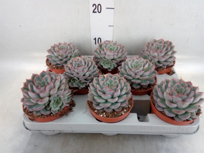 <h4>Echeveria  'Hercules'</h4>
