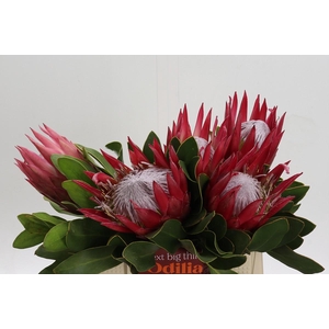 Protea Cynaroides Madiba