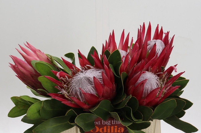 <h4>Protea Cynaroides Madiba</h4>