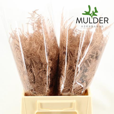 <h4>Asp Klb H% 1e Veren Copper</h4>