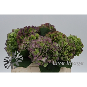 Hydrangea verena blue classic