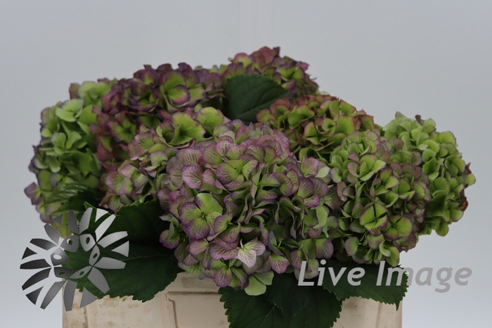 <h4>Hydrangea verena blue classic</h4>