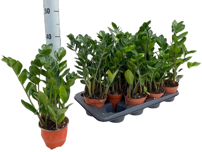 <h4>ZAMIO ZAMIIFOLIA</h4>