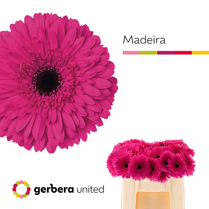 <h4>GE GR MADEIRA</h4>
