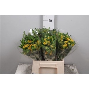 Ascl T Hello Yellow