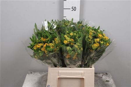 <h4>Ascl T Hello Yellow</h4>