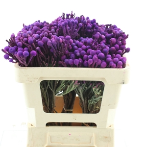 Brunia Klb Lavender
