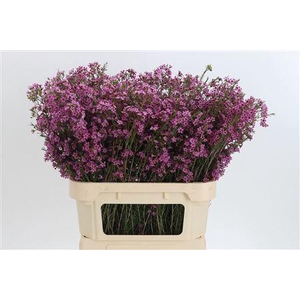 Chamelauc Emma Purple