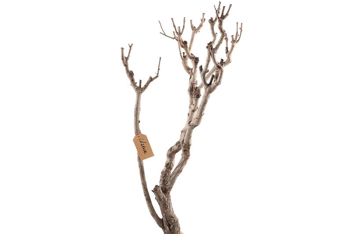 Syringa Branch Extra Cezanne