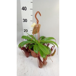 Nepenthes alata