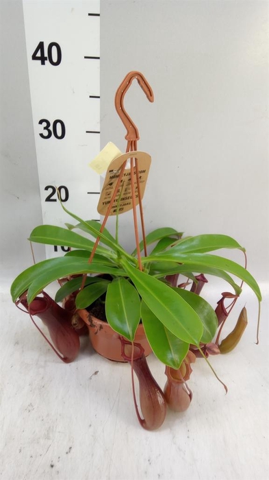 <h4>Nepenthes alata</h4>