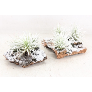 arr3 CP - Till. Christmas kurk x4