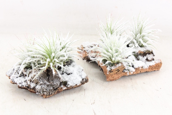 <h4>arr3 CP - Till. Christmas kurk x4</h4>