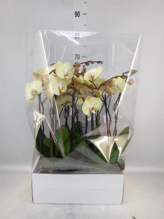 <h4>Phalaenopsis   ...</h4>