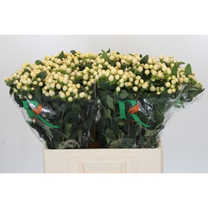 Hypericum Magical White Prince