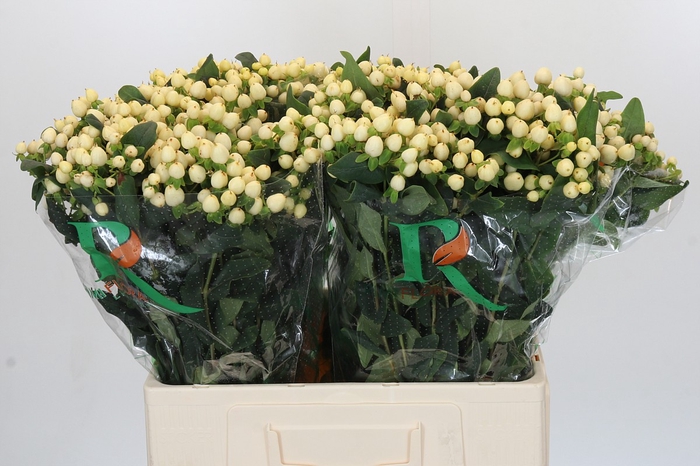 Hypericum Magical White Prince