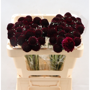 Scab Red Velvet