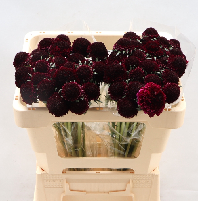 <h4>Scab Red Velvet</h4>