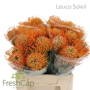 Leuco Soleil