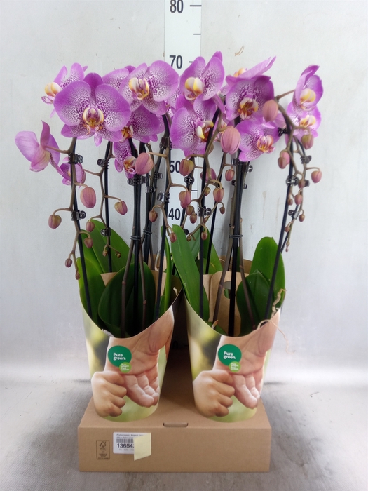 <h4>Phalaenopsis  'Elegant Cascade'</h4>