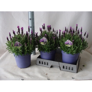 Lavandula stoec.