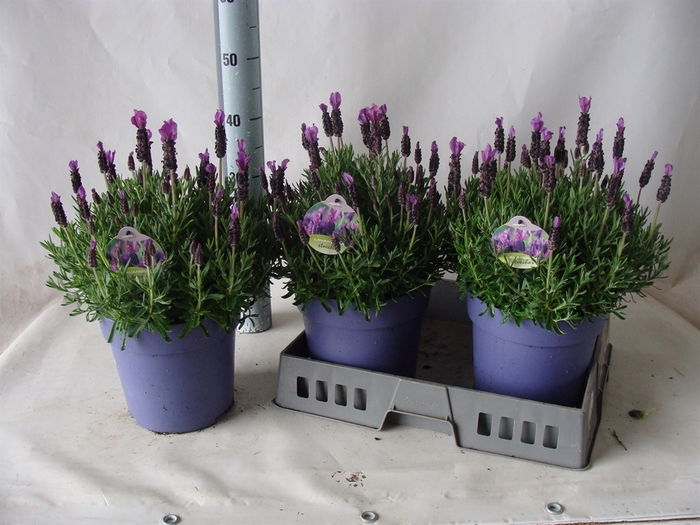 <h4>Lavandula stoec.</h4>