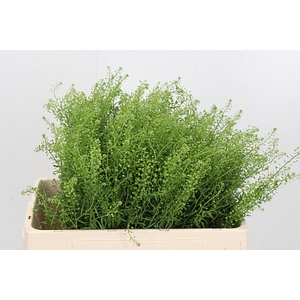 Lepidium Green Bell