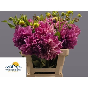 Dahlia cafe au lait royale
