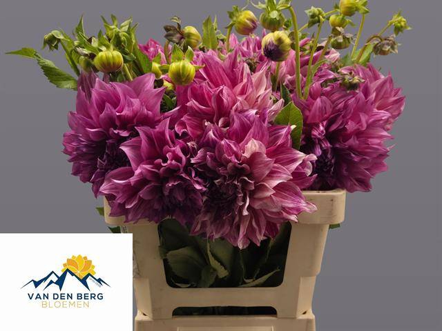 <h4>Dahlia cafe au lait royale</h4>