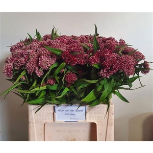 Ascl Incarnata