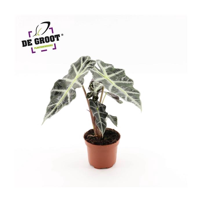 <h4>Alocasia 'Polly'</h4>