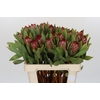 Protea Robijn