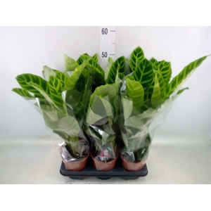 Calathea zebrina