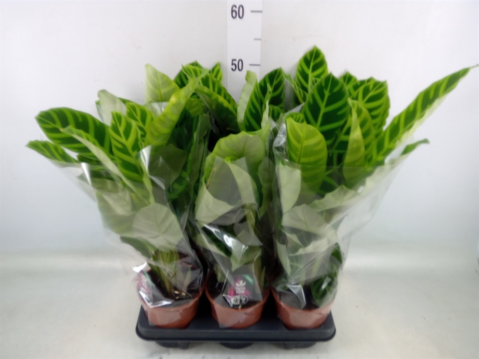 <h4>Calathea zebrina</h4>