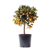 Citrus Kumquat stem P22