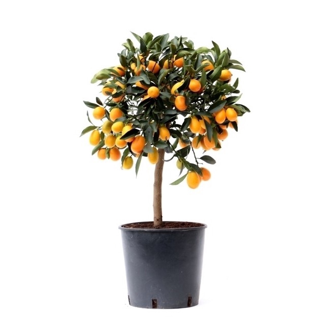 Citrus Kumquat stem P22